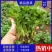 【商超品质】优质大叶香菜大量上市，稳定供货，欢迎来电咨询