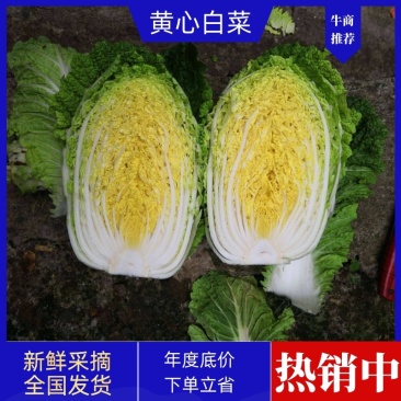 【优质黄心大白菜】对接商超，卖相好，耐运输，价格实惠