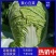 【推荐】优质江苏黄心大白菜大量供应，诚信代办10年