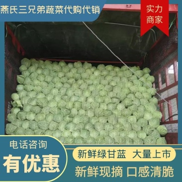 甘蓝，圆包菜精品甘蓝出口加工质量精品（冷库）（散装）