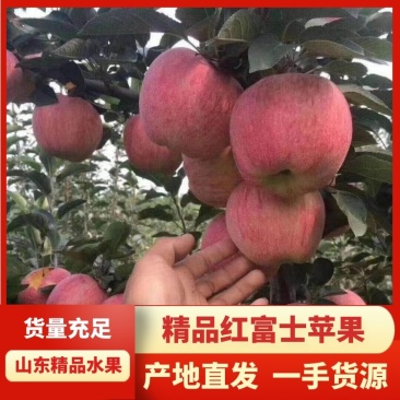 【精品】潍坊万亩膜袋红富士苹果脆甜可口，保质保量