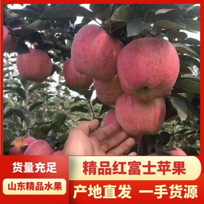 【精品】潍坊万亩膜袋红富士苹果脆甜可口，保质保量