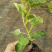 【推荐】羊粪厂家直销量大优惠温和安全植物性有机肥料