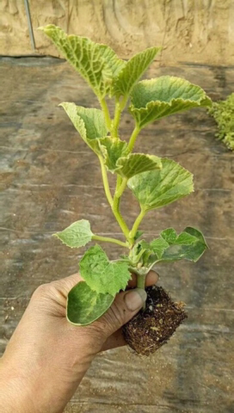 【推荐】羊粪厂家直销量大优惠温和安全植物性有机肥料