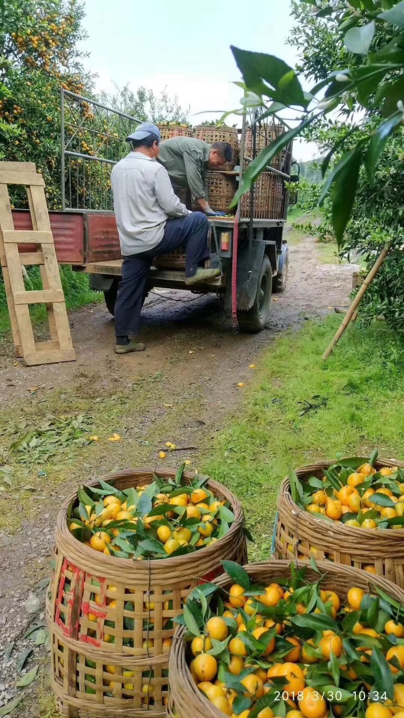 【推荐】羊粪厂家直销量大优惠温和安全植物性有机肥料