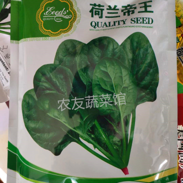 荷兰帝王菠菜种子高产抗病耐热耐寒耐抽苔中熟