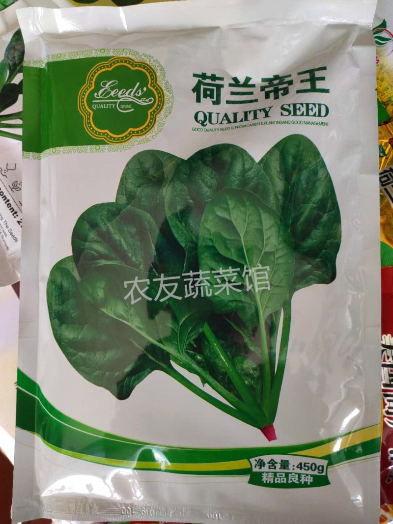 荷兰帝王菠菜种子高产抗病耐热耐寒耐抽苔中熟