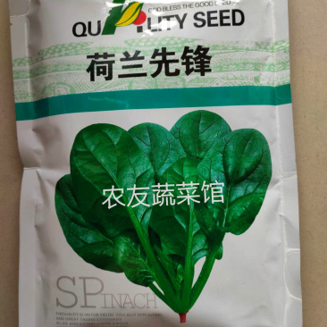 菠菜种子富润荷兰先锋高产抗病耐热耐寒耐抽苔中熟