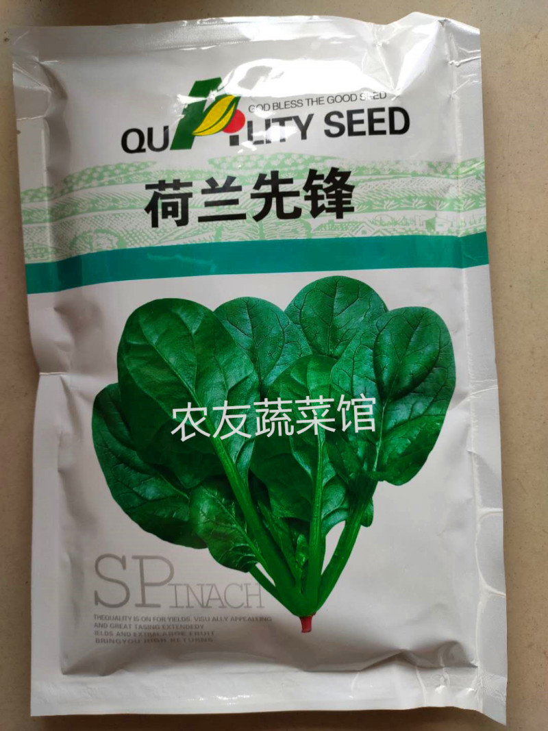 菠菜种子富润荷兰先锋高产抗病耐热耐寒耐抽苔中熟