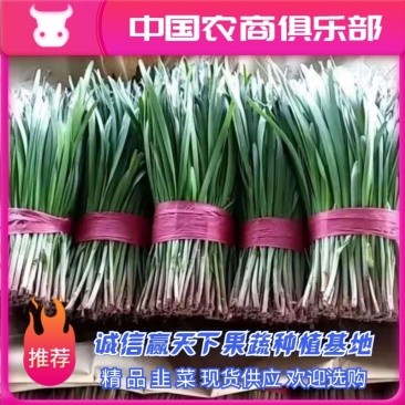 河北韭菜上市对接全国市场食品厂食堂品质保证欢迎来电