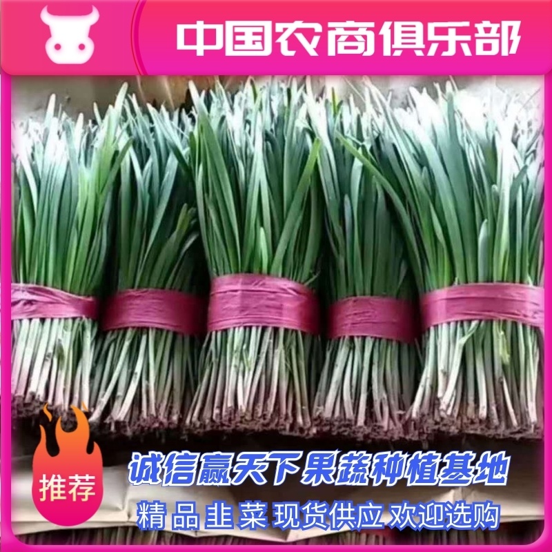 河北韭菜上市对接全国市场食品厂食堂品质保证欢迎来电