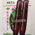 紫茄种子绿霸东方茄美紫红长茄高产抗病耐热中早熟优质茄子种