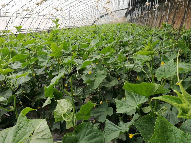 发酵牛粪，发酵池添加生物菌高温发酵有机肥