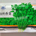 香菜种子金盛达大叶香菜高产抗病早熟耐热耐寒纤维少浓香优质