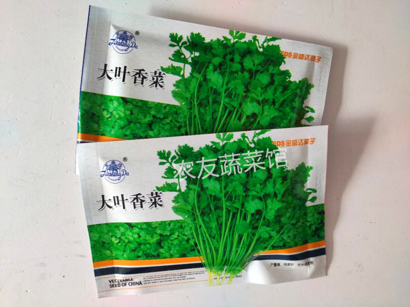 香菜种子金盛达大叶香菜高产抗病早熟耐热耐寒纤维少浓香优质