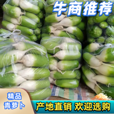 河南青萝卜大量供应中，质量保证超市直供一手货源一条龙服务
