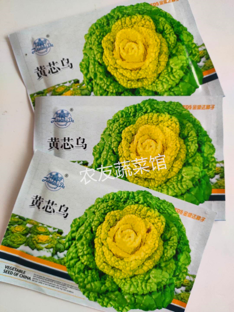 黄心乌种子金盛达黄芯乌高产抗病耐寒耐贮春秋播优质乌塌菜种