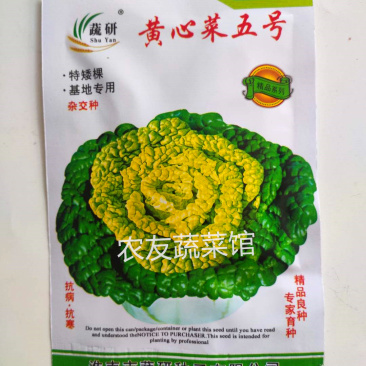 黄心乌种子蔬研黄心菜五号高产抗病耐寒耐贮春秋播