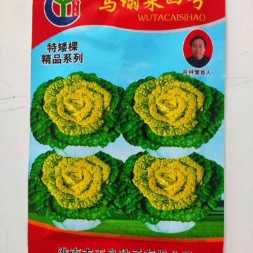 黄心乌种子玉良乌塌菜四号高产抗病耐寒耐贮春秋播