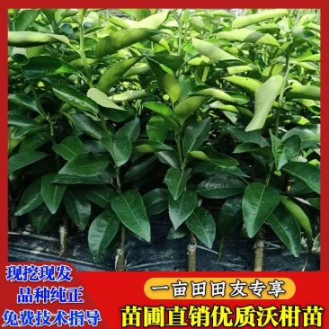现挖现发沙糖桔苗少籽沃柑苗根系发达品种纯正