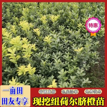 苗圃现挖纽荷尔脐橙苗品种纯正产量高免费指导种植技术