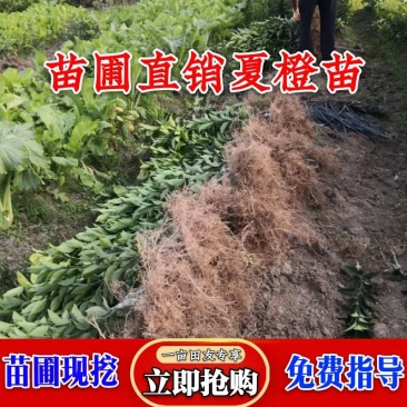苗圃直销夏橙苗佛罗斯特阿尔及利亚苗包成活免费指导技术