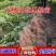 苗圃直销夏橙苗佛罗斯特阿尔及利亚苗包成活免费指导技术