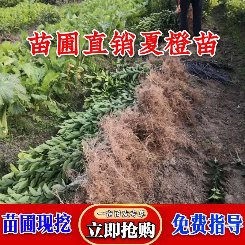 苗圃直销夏橙苗佛罗斯特阿尔及利亚苗包成活免费指导技术