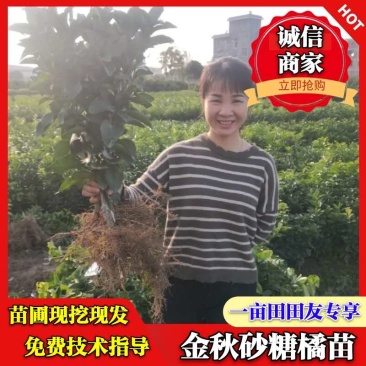 苗圃现挖金葵沙糖桔苗早熟沙糖桔苗成活率高免费指导技术