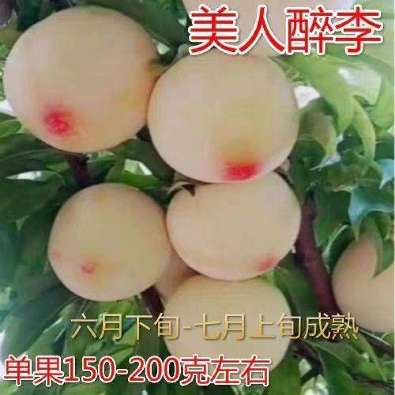 红美人醉李子树苗南方北方种植特大早熟晚熟无核蜂糖当年结果
