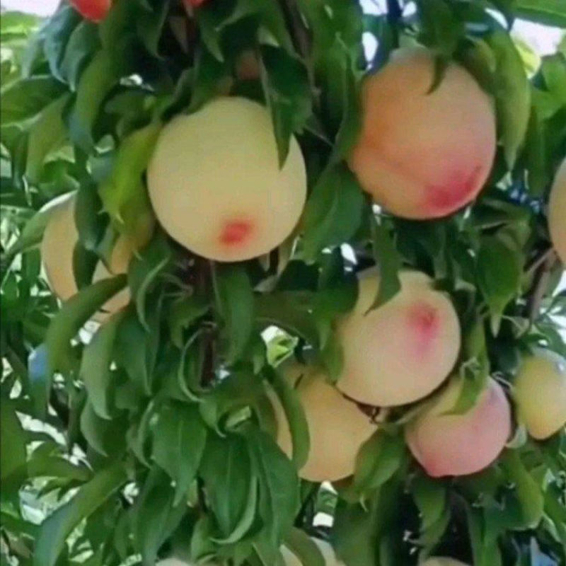 红美人醉李子树苗南方北方种植特大早熟晚熟无核蜂糖当年结果