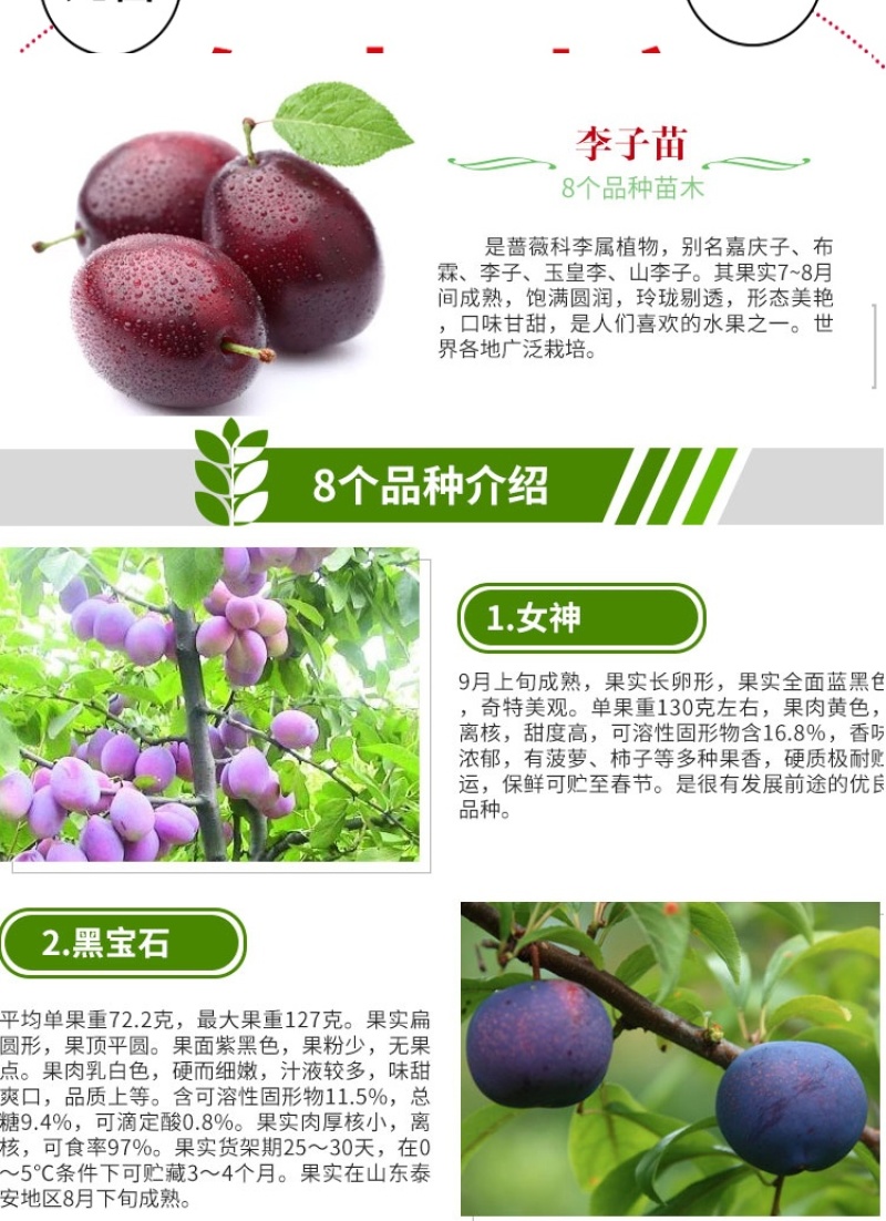 红美人醉李子树苗南方北方种植特大早熟晚熟无核蜂糖当年结果