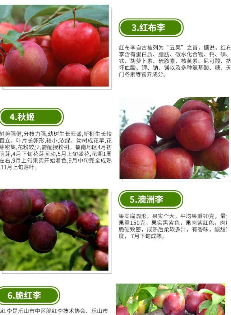 红美人醉李子树苗南方北方种植特大早熟晚熟无核蜂糖当年结果
