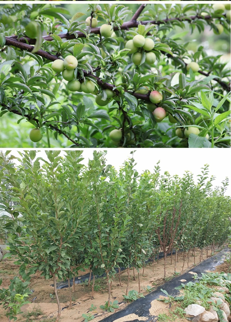 红美人醉李子树苗南方北方种植特大早熟晚熟无核蜂糖当年结果