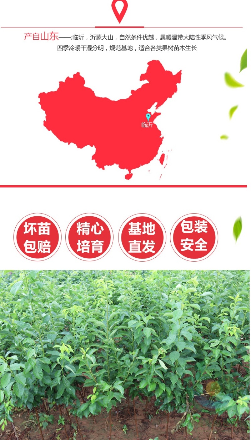 红美人醉李子树苗南方北方种植特大早熟晚熟无核蜂糖当年结果