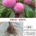红美人醉李子树苗南方北方种植特大早熟晚熟无核蜂糖当年结果