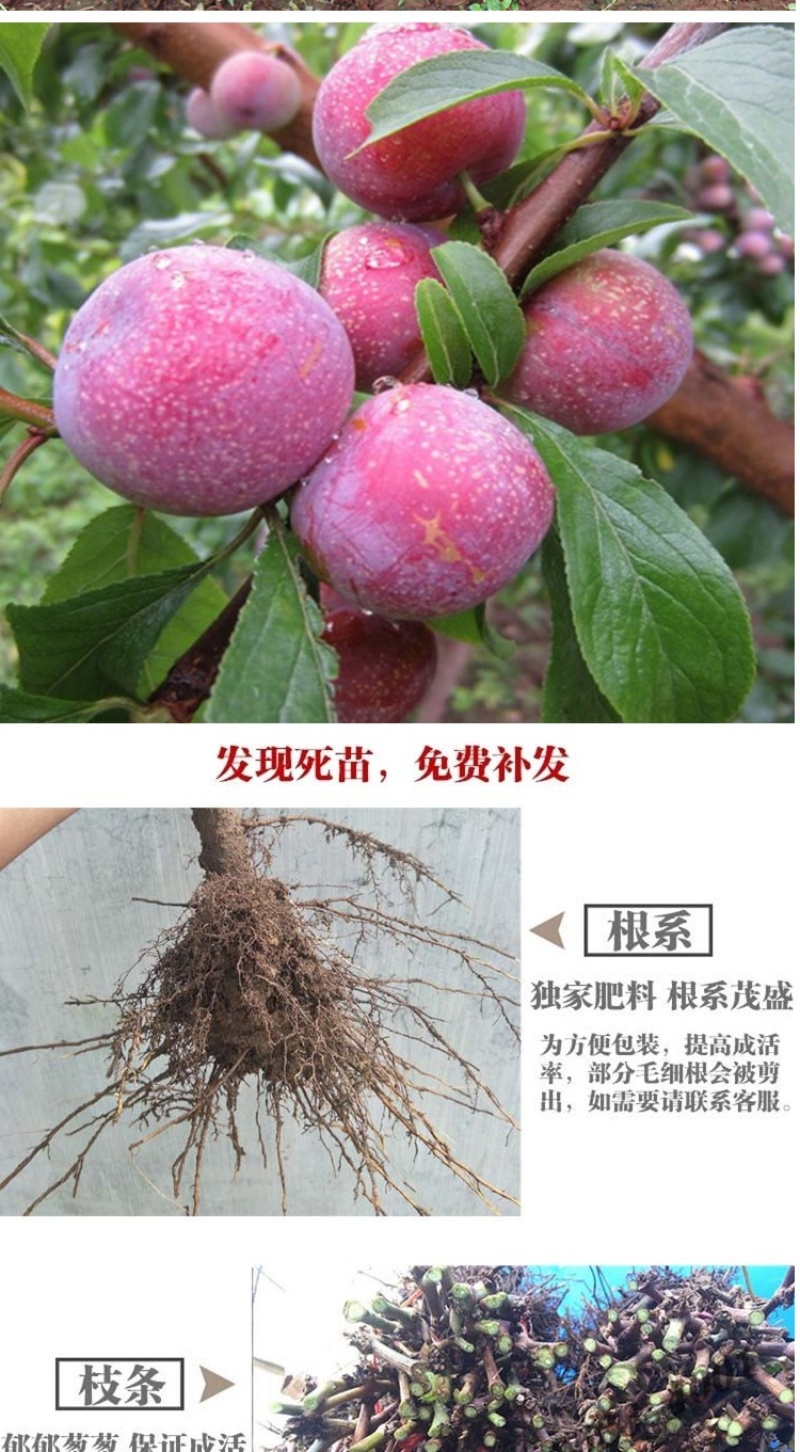 红美人醉李子树苗南方北方种植特大早熟晚熟无核蜂糖当年结果