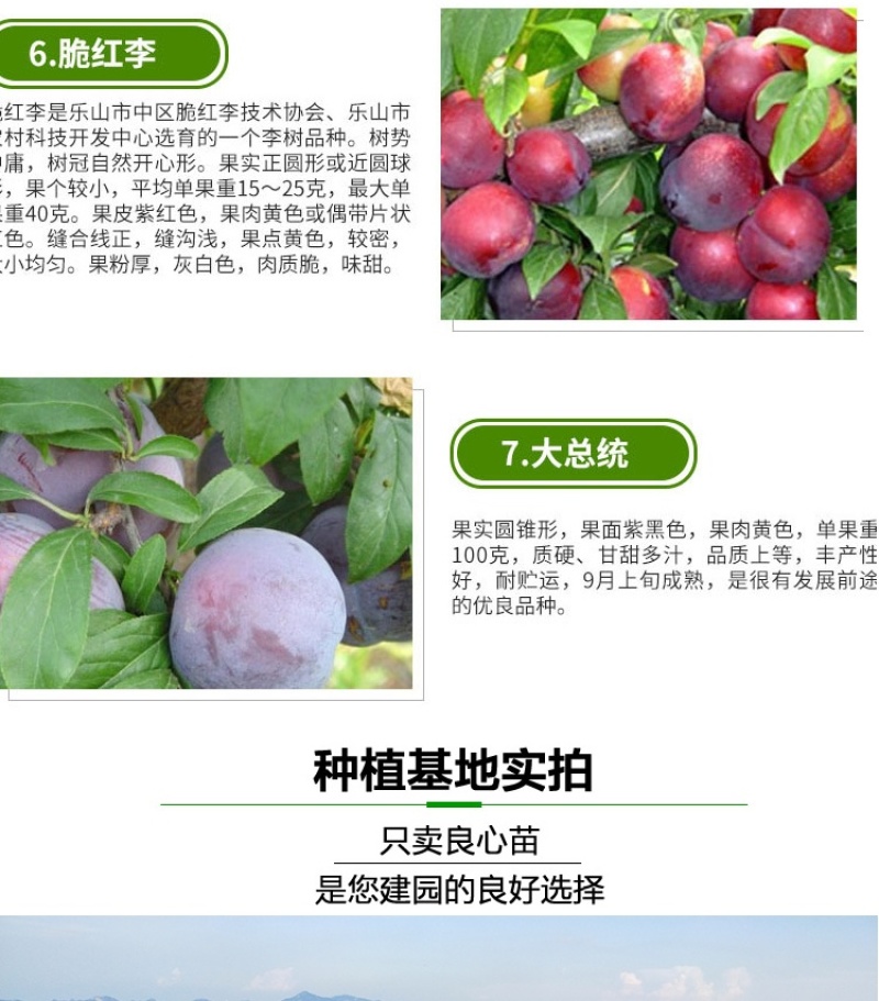 新品早熟脆甜脱骨蜂糖李子树苗高产南北方种植耐寒耐旱