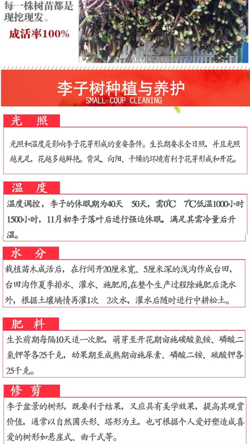 新品早熟脆甜脱骨蜂糖李子树苗高产南北方种植耐寒耐旱
