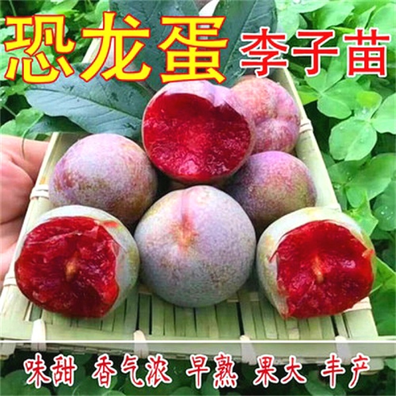 早熟无核恐龙蛋李脆甜红心李子树苗南北方种植当年挂果