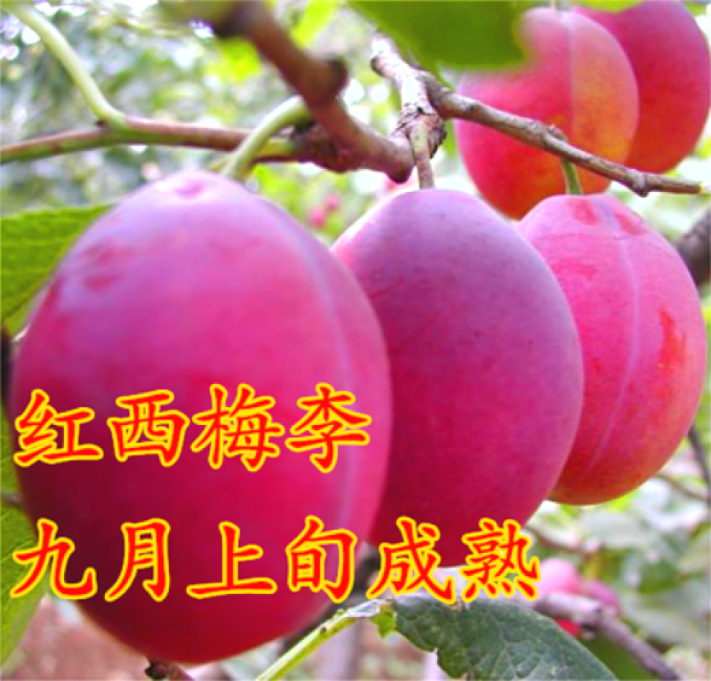 早熟无核恐龙蛋李脆甜红心李子树苗南北方种植当年挂果