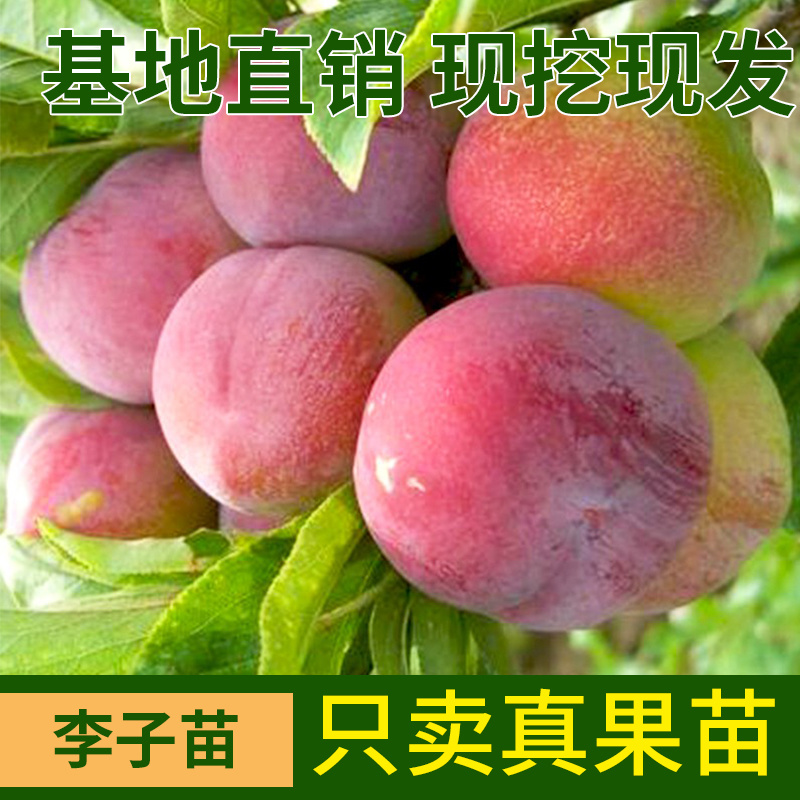 早熟无核恐龙蛋李脆甜红心李子树苗南北方种植当年挂果