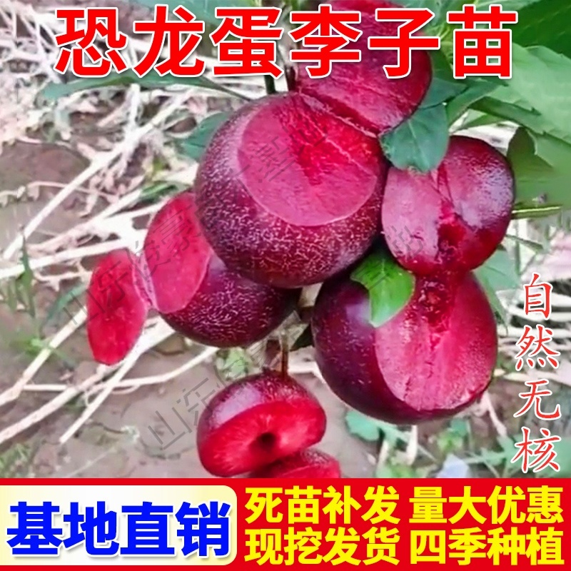 早熟无核恐龙蛋李脆甜红心李子树苗南北方种植当年挂果
