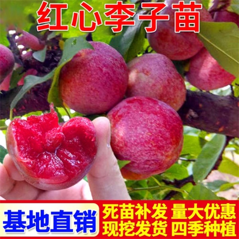 早熟无核恐龙蛋李脆甜红心李子树苗南北方种植当年挂果