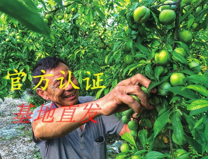 新品早熟脆甜脱骨蜂糖李子树苗高产南北方种植耐寒耐旱