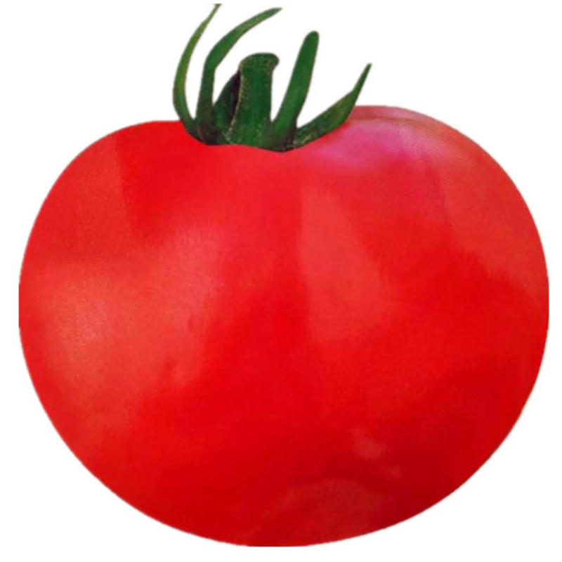 无限型大红蕃茄种子大果中早熟高产抗病优质杂交蕃茄种