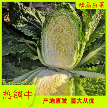 精品青杂三号一手货源量大从优保质保量专业团队代发
