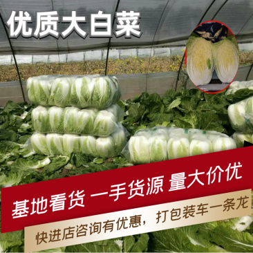 精选江苏白菜万亩基地直发量大价优包装上车