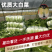 精选江苏白菜万亩基地直发量大价优包装上车