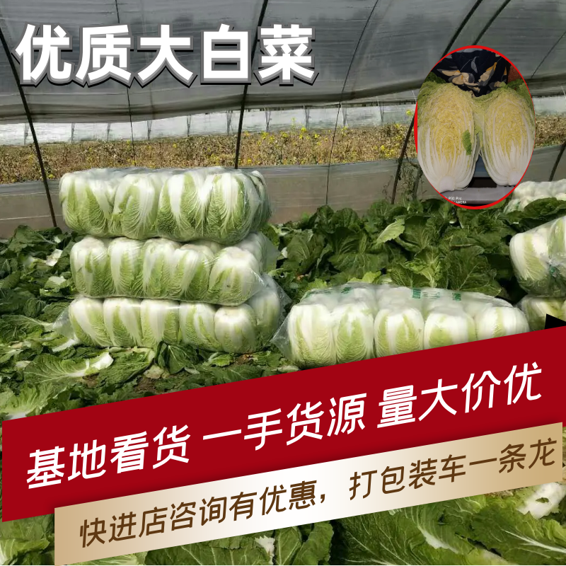 优质白菜品类齐全基地一手货源大量供应价格实惠